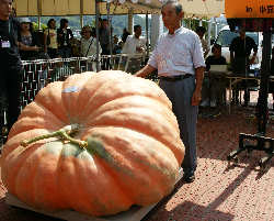 Sunday Flickers 街フェス オン サンデー 日本一どでかぼちゃ大会 Audee オーディー